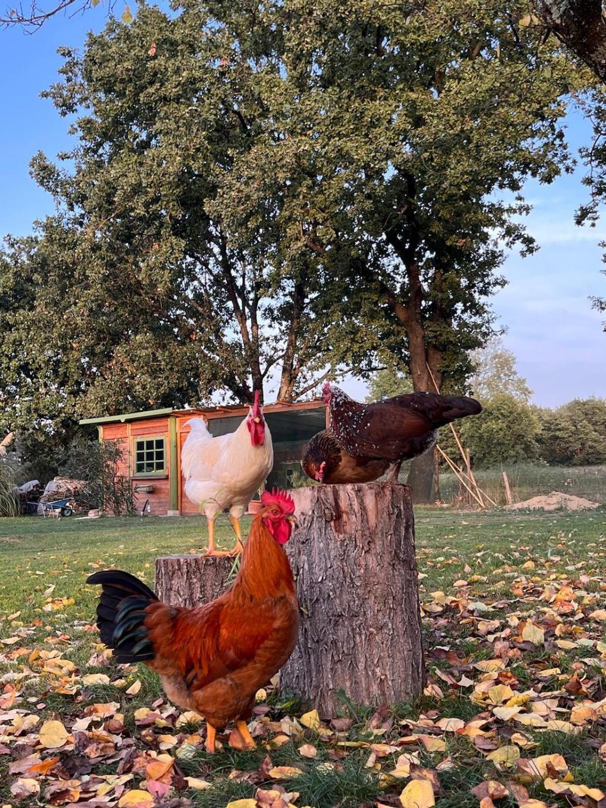 Camera Matrimoniale Il Picchio Verde Spianate المظهر الخارجي الصورة